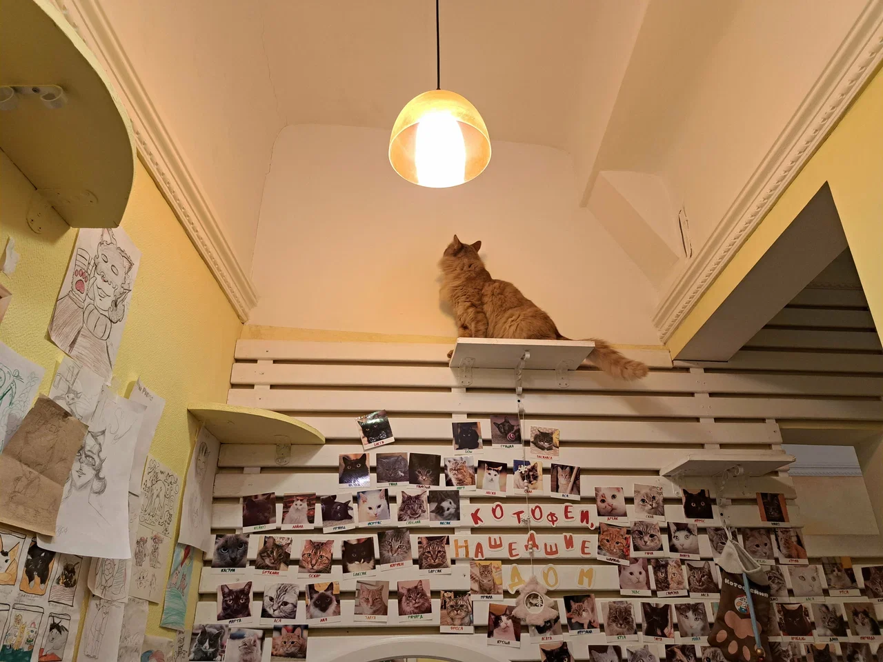 Фото Антикафе "Котофейня" - развлечение в Москве | Досугатор